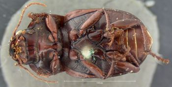 Media type: image;   Entomology 5685 Aspect: habitus ventral view